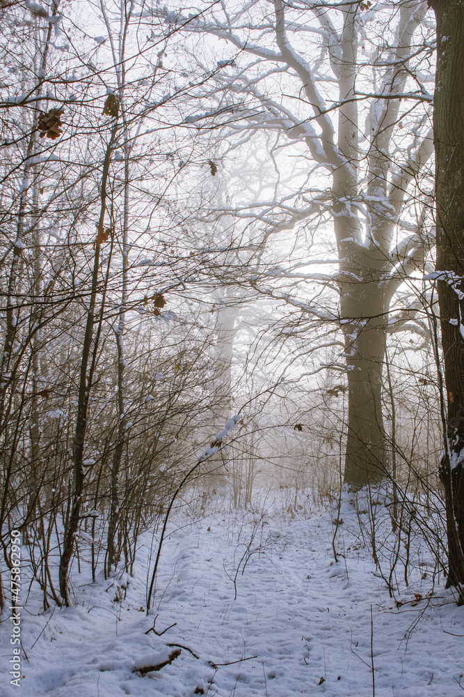 fog in the forest.. fog in the forest..