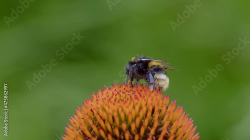 Bumblebee gathering nectar from flower on a summer day.