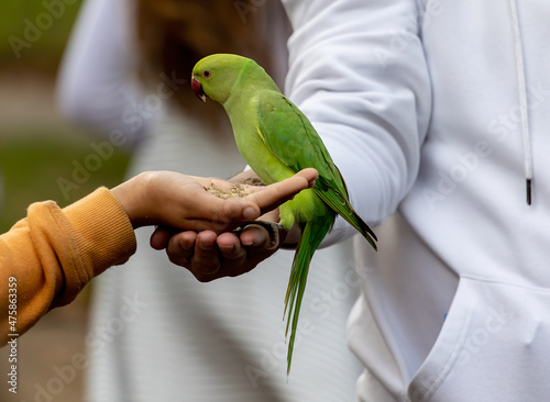 Fototapeta Shallow focus of a green Newton's parakeet parrot and hands feeding