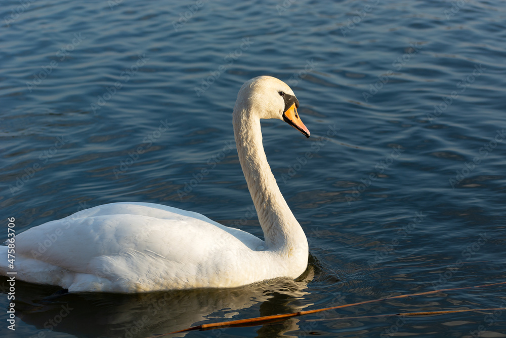 White mute swan swimming in blue water