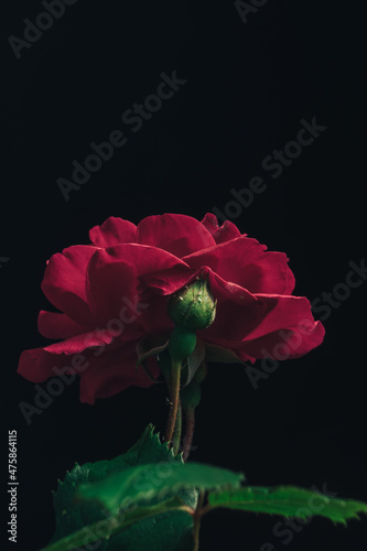 Beautiful young fresh roses. Black background. Close up of a one of red rosesin. photo