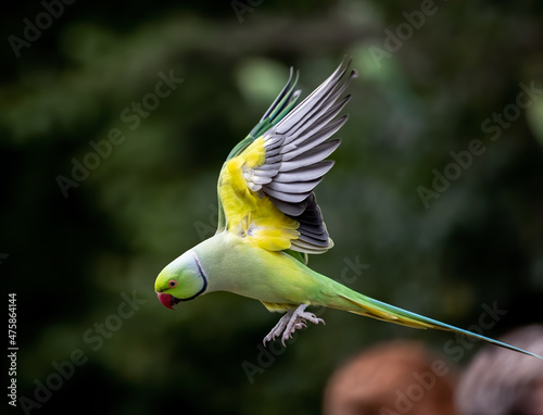 Obraz na plátně Shallow focus of a green Newton's parakeet parrot