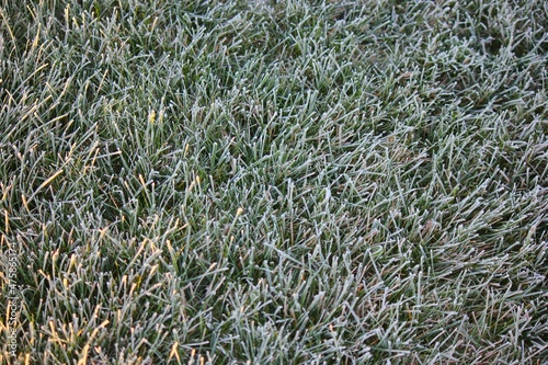 Fototapeta Naklejka Na Ścianę i Meble -  Grass with frost