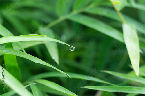 Water droplets, on bamboo leaves, with blurred green leaves in background, morning atmosphere in rainy season