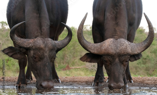 Buffaloes at the waterhole