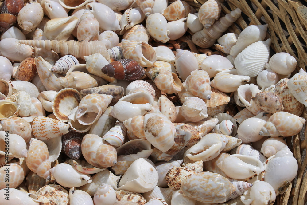 Small shells souvenirs 