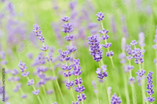 Lavender flower head close up. Bright green natural background. 