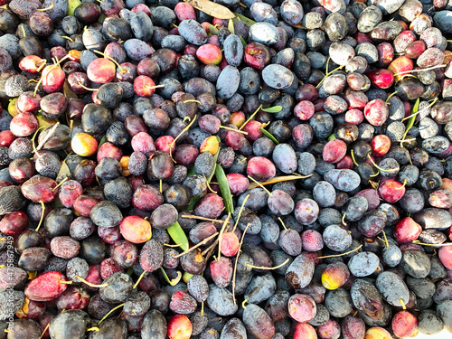 Obraz na płótnie background with dark olives w salonie