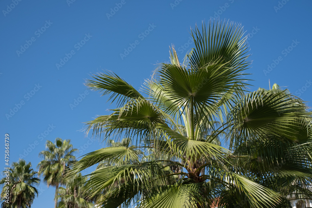 Fototapeta premium Blue sky and tropical palms. Summer beach vacation concept.