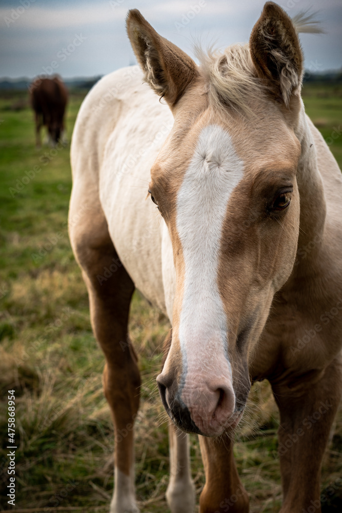 Obraz premium Hinterm Deich