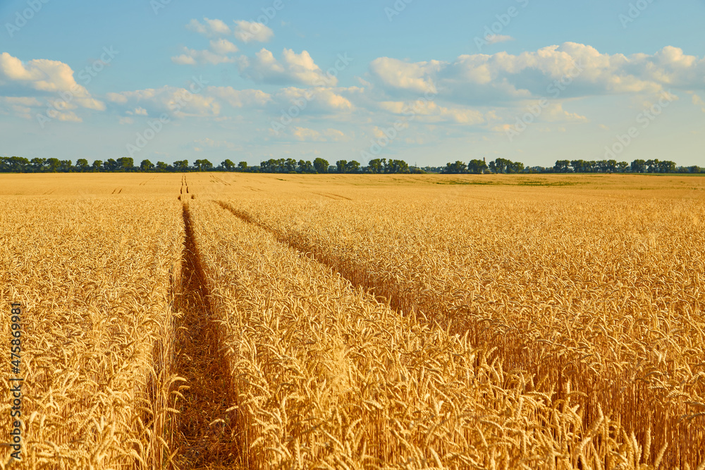 Naklejka premium Yellow wheat field and dark blue sky