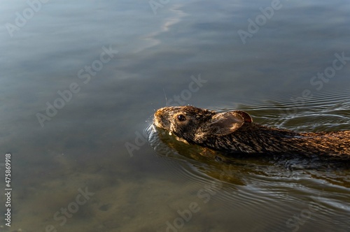Swimming Marsh Rabbit Closeup photo