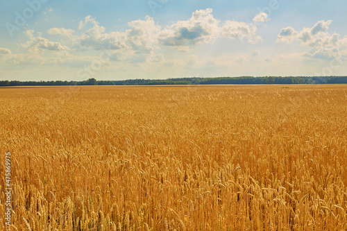 Yellow wheat field and dark blue sky
