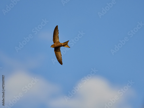 Common Swift  Apus apus  flying over the Torrevieja salt flats  Spain