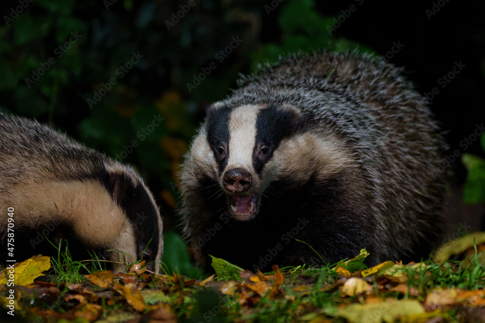 European badger (Meles meles) searching for food at night in the forest of Drenthe in the Netherlands European badger (Meles meles) searching for food at night in the forest of Drenthe in the Netherlands