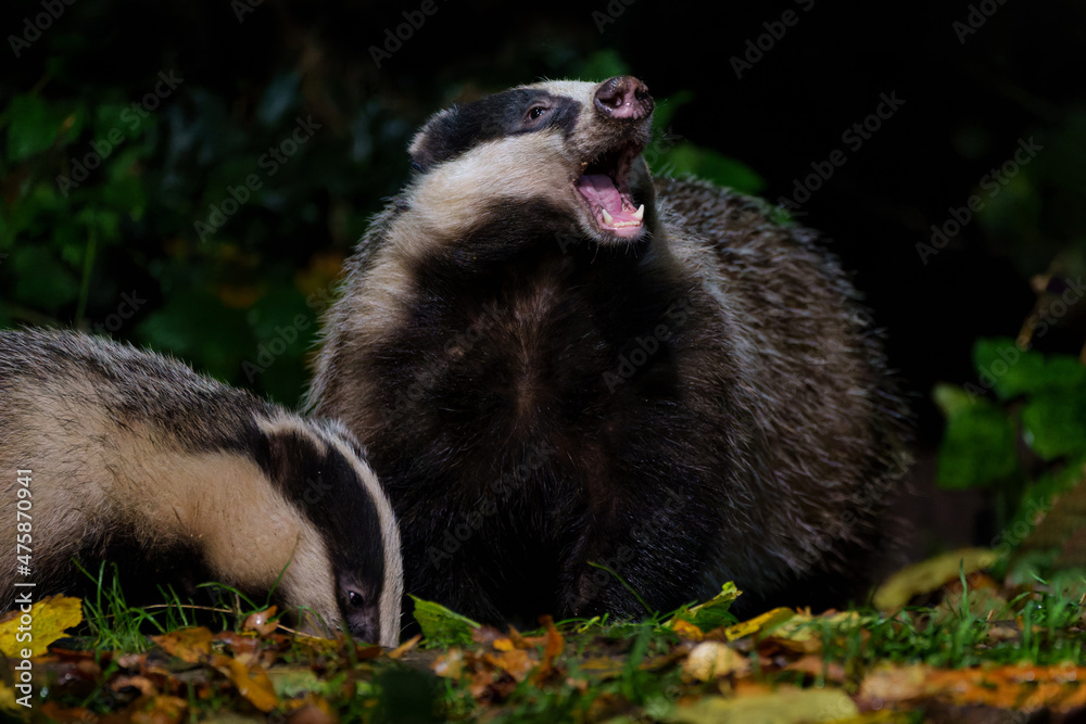 European badger (Meles meles) searching for food at night in the forest of Drenthe in the Netherlands European badger (Meles meles) searching for food at night in the forest of Drenthe in the Netherlands