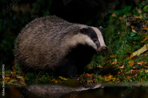 European badger (Meles meles) searching for food at night in the forest of Drenthe in the Netherlands 