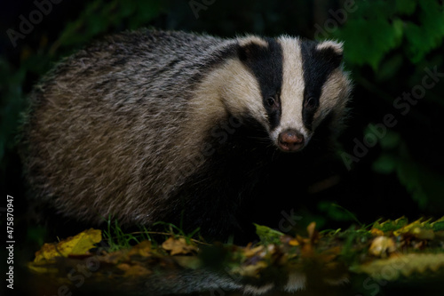 European badger (Meles meles) searching for food at night in the forest of Drenthe in the Netherlands 