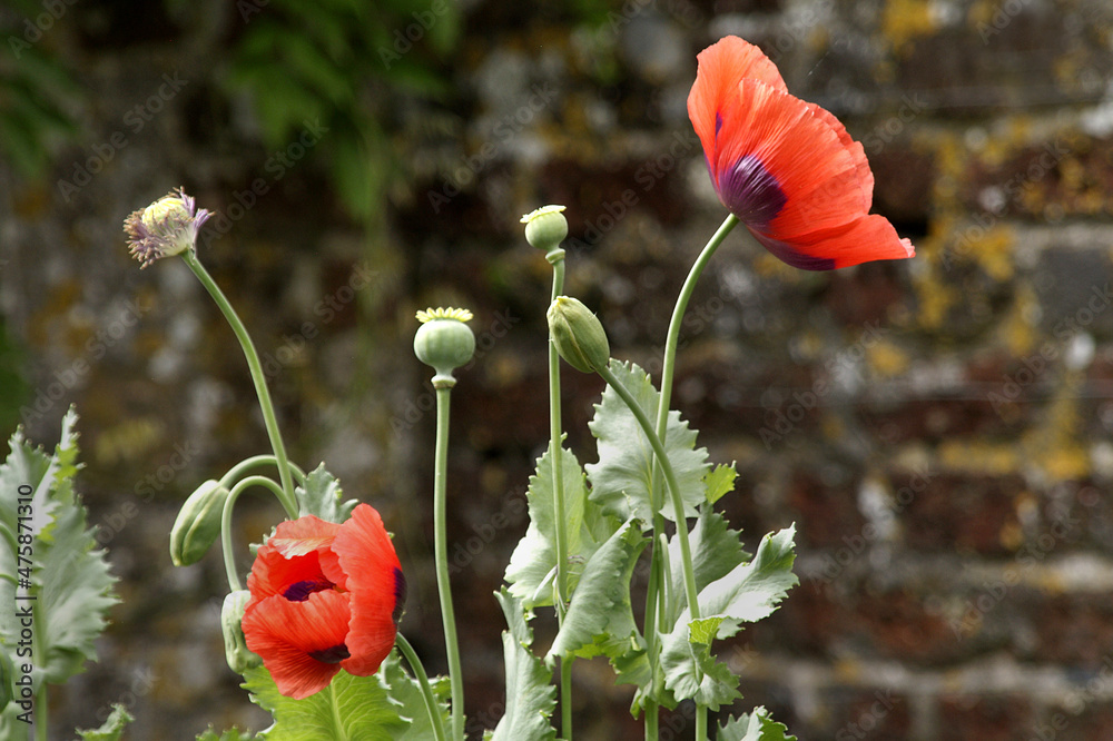 Obraz premium OLYMPUS DIGITAL CAMERA