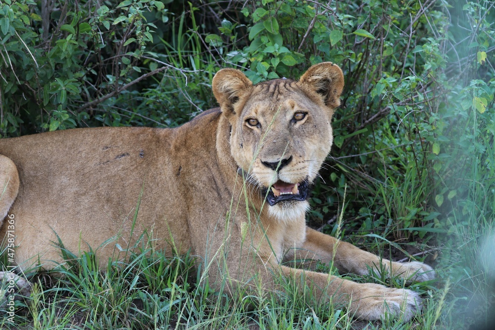 Lion family in Queen Elizabeth National Park - Uganda, Africa Lion family in Queen Elizabeth National Park - Uganda, Africa
