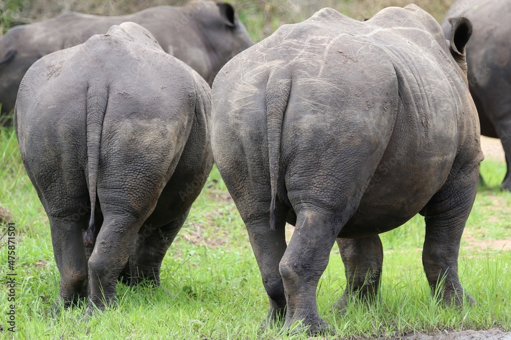 Naklejka premium southern white rhinoceros (Ceratotherium simum simum) - Ziwa Rhino Sanctuary, Uganda, Africa