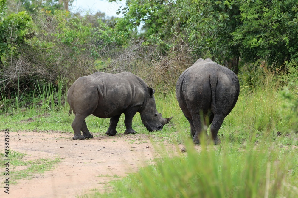 Obraz premium southern white rhinoceros (Ceratotherium simum simum) - Ziwa Rhino Sanctuary, Uganda, Africa
