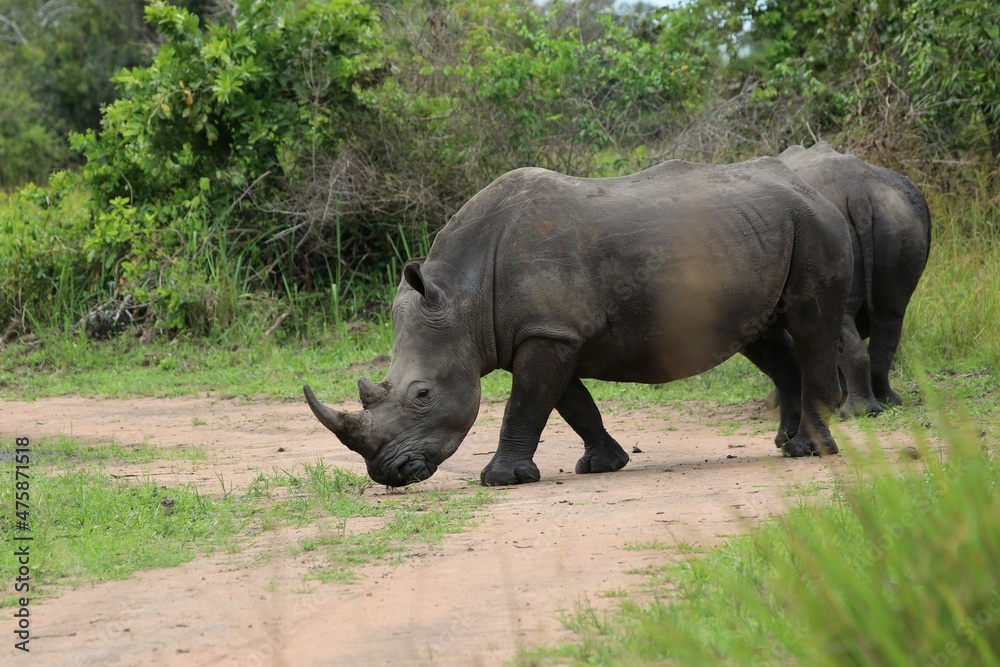 Fototapeta premium southern white rhinoceros (Ceratotherium simum simum) - Ziwa Rhino Sanctuary, Uganda, Africa