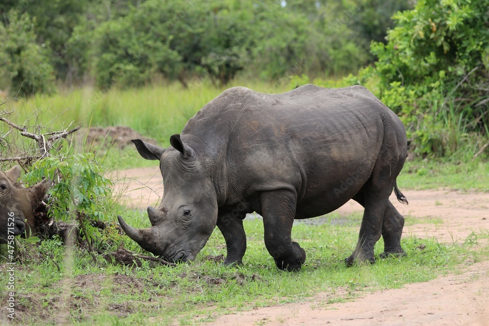 southern white rhinoceros (Ceratotherium simum simum) - Ziwa Rhino Sanctuary, Uganda, Africa southern white rhinoceros (Ceratotherium simum simum) - Ziwa Rhino Sanctuary, Uganda, Africa