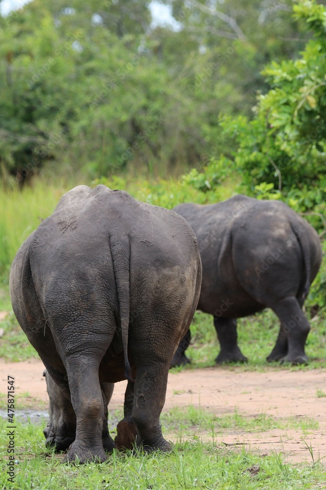 Obraz premium southern white rhinoceros (Ceratotherium simum simum) - Ziwa Rhino Sanctuary, Uganda, Africa