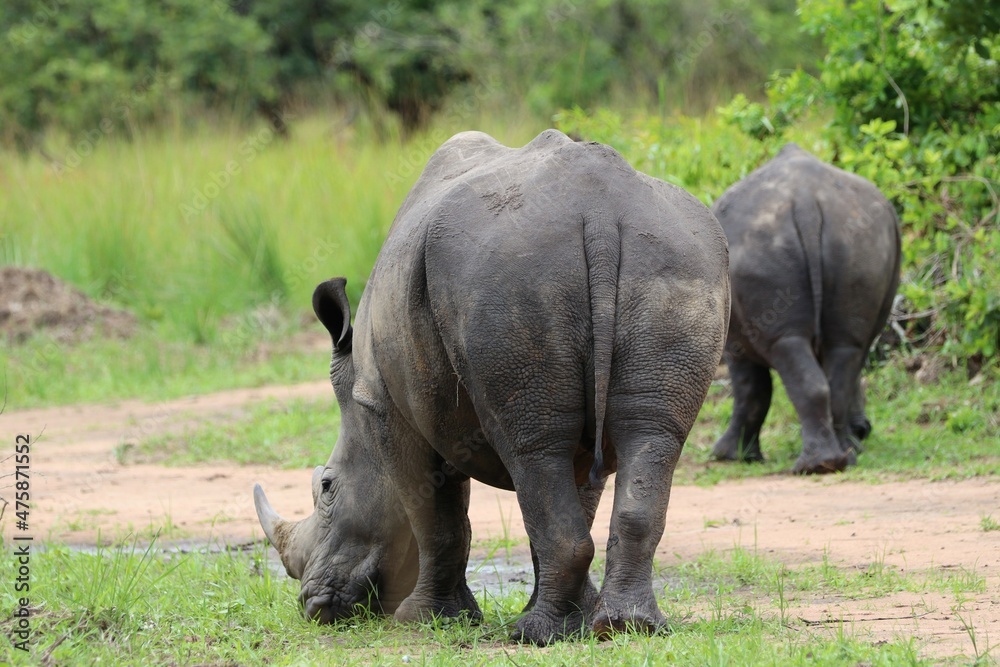 southern white rhinoceros (Ceratotherium simum simum) - Ziwa Rhino Sanctuary, Uganda, Africa