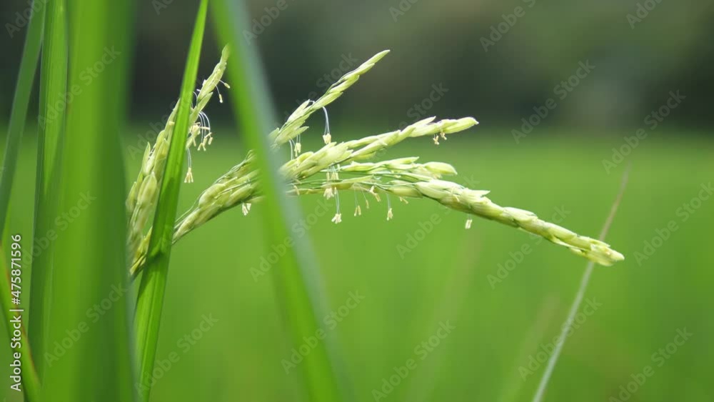 Paddy field in a sunny day. Paddy, Organic Agriculture, Ears Of Rice In The Field. grain in paddy field concept. agricultural land with sown green in countryside Paddy field in a sunny day. Paddy, Organic Agriculture, Ears Of Rice In The Field. grain in paddy field concept. agricultural land with sown green in countryside
