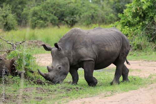 southern white rhinoceros  Ceratotherium simum simum  - Ziwa Rhino Sanctuary  Uganda  Africa