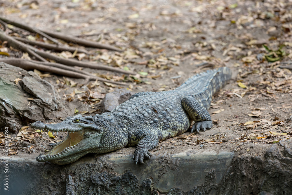 Crocodiles with open jaws. The relax of mugger crocodile. Crocodiles Resting at Crocodile Farm Crocodiles with open jaws. The relax of mugger crocodile. Crocodiles Resting at Crocodile Farm