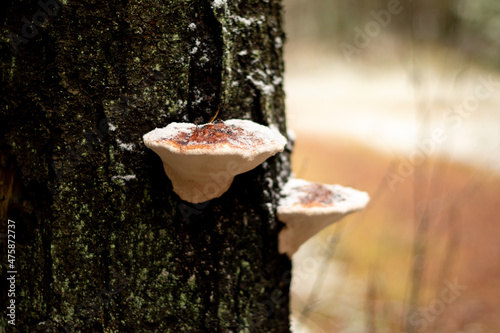 mushroom on a tree in winter