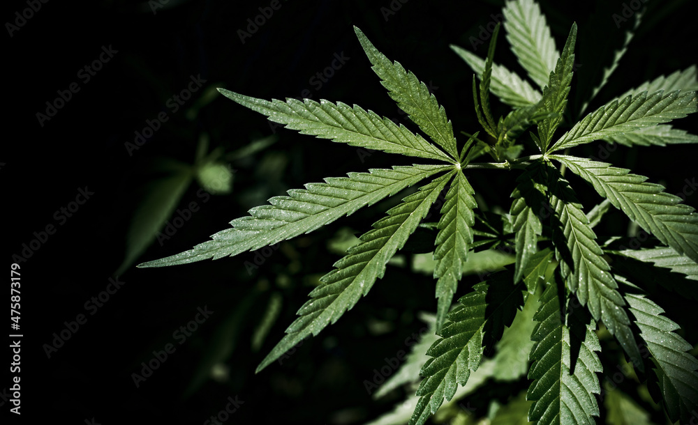 A cannabis plant on a dark natural background. Selective focus. A cannabis plant on a dark natural background. Selective focus.