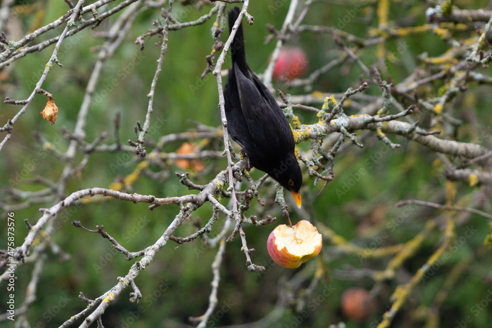 Naklejka premium Merle mangeant une pomme