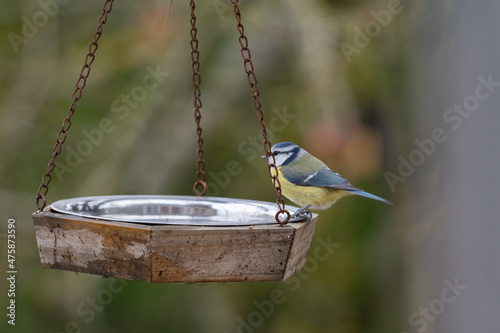 Mésange bleue photo