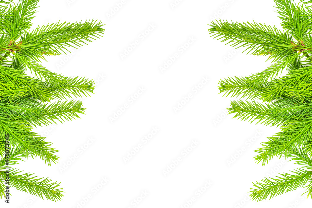 Spruce branch isolated on white background. Green fir. Christmas tree. set for designer
