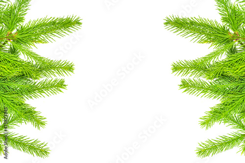 Spruce branch isolated on white background. Green fir. Christmas tree. set for designer