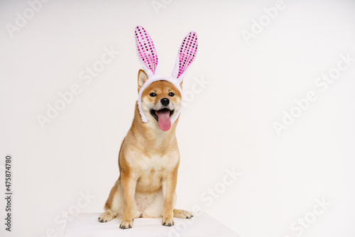 Happy purebred shiba inu dog, dressed in a costume with bunny ears to celebrate easter, sticks out his tongue against a light background. Spring holidays concept