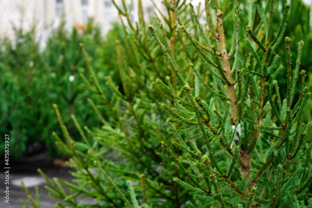 Street market of festive Christmas trees. Pines and fir for the new year in December.