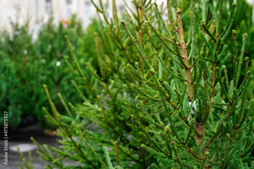 Obraz na płótnie Street market of festive Christmas trees. Pines and fir for the new year in December. w salonie