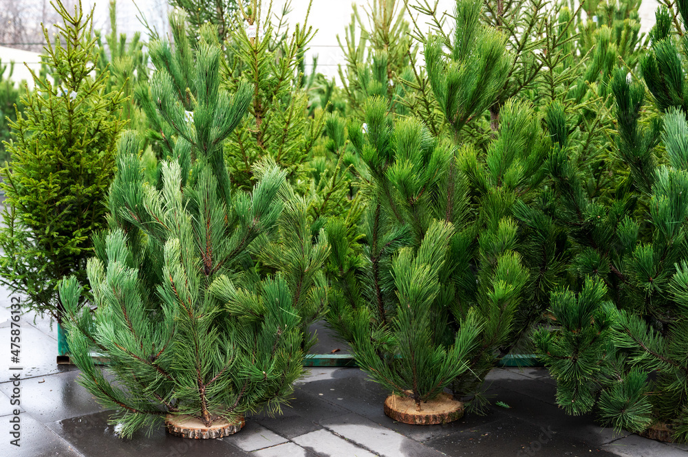 Street market of festive Christmas trees. Pines and fir for the new year in December.