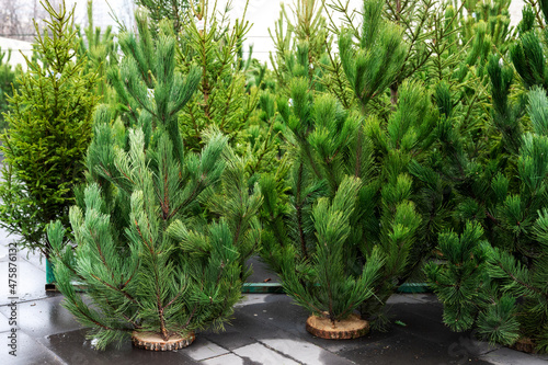 Obraz na płótnie Street market of festive Christmas trees. Pines and fir for the new year in December. w salonie