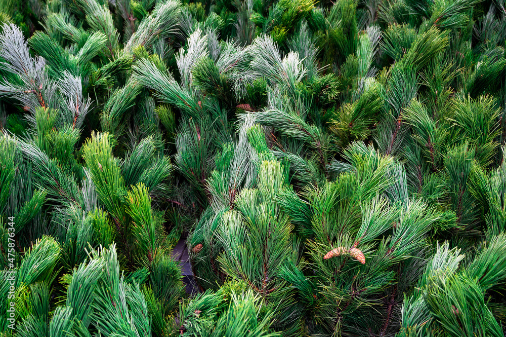 Street market of festive Christmas trees. Pines and fir for the new year in December.