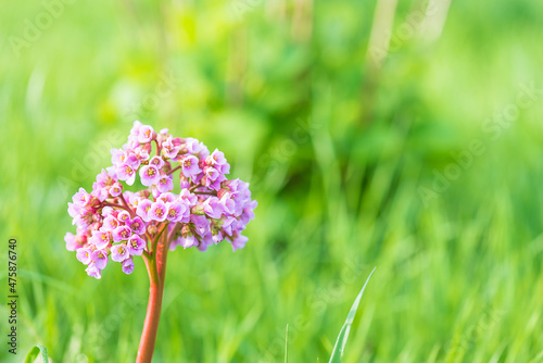 Close up for blooming bergenia or elephant's ears flower on green natural backround