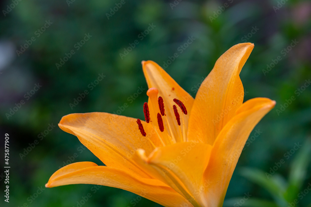 Obraz premium Blooming orange lily flower on a green background on a summer sunny day macro photography. Garden lily with bright orange petals in summer, close-up photography. 