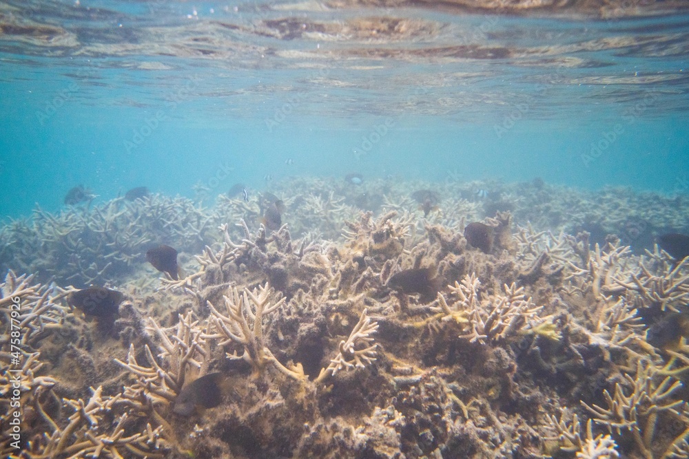 Fototapeta premium corail La réunion poisson wildlife