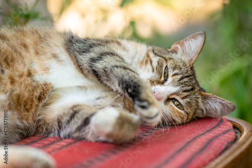 A multicolored street cat lies on a chair on a summer sunny day, close-up photo. Portrait of a colorful domestic cat lying on the street in the summertime. Brown cat lying on a chair in in the yard. photo