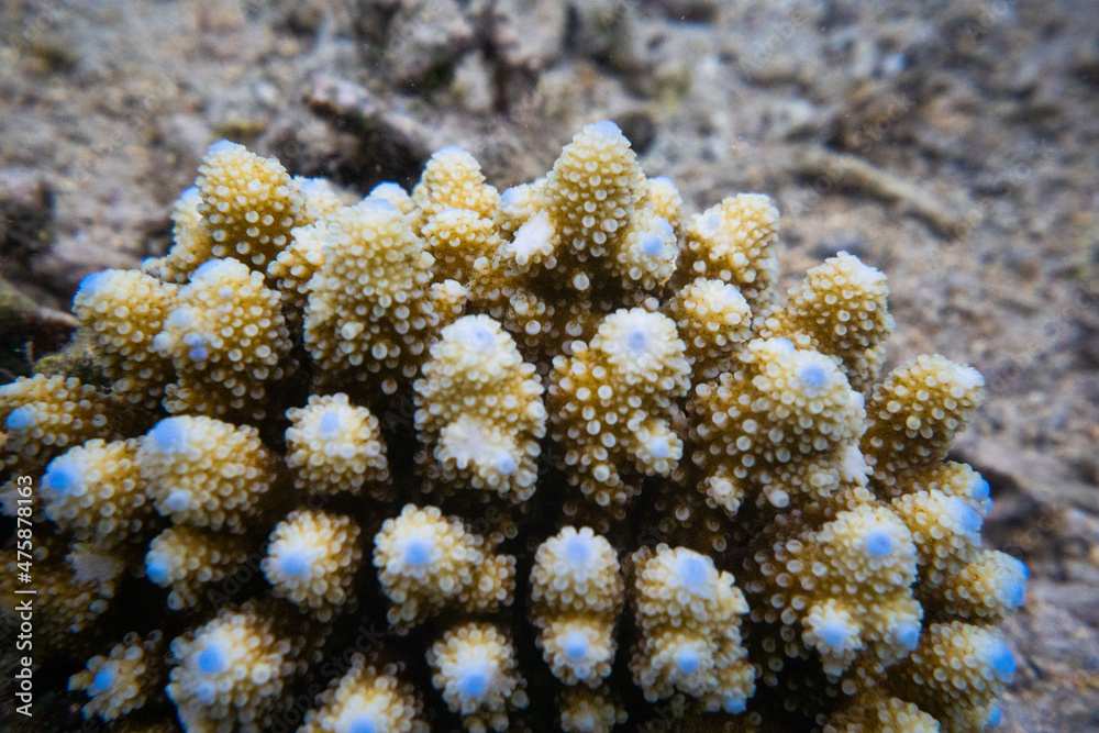 coral life fish underwater 
